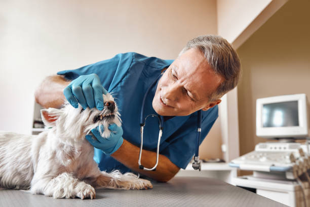 Best Emergency Dental Care for Abscessed Tooth in Berne, IN